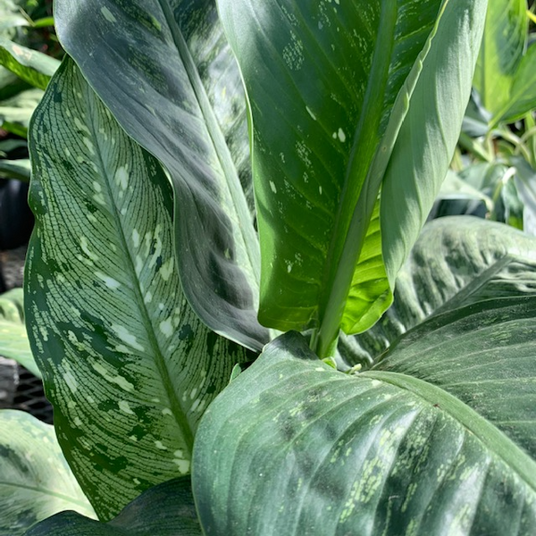 10' Dieffenbachia - Four Seasons Garden Centre