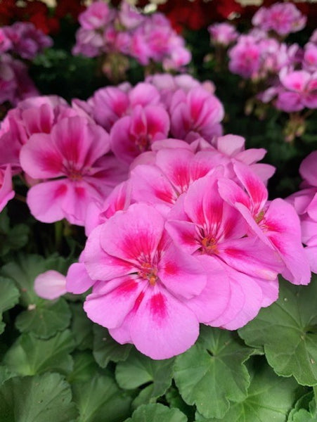4" Geranium - Four Seasons Garden Centre