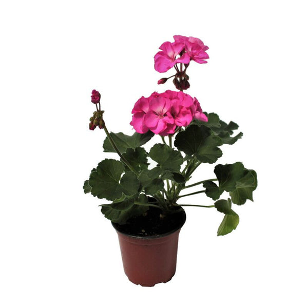 4" Geranium - Four Seasons Garden Centre