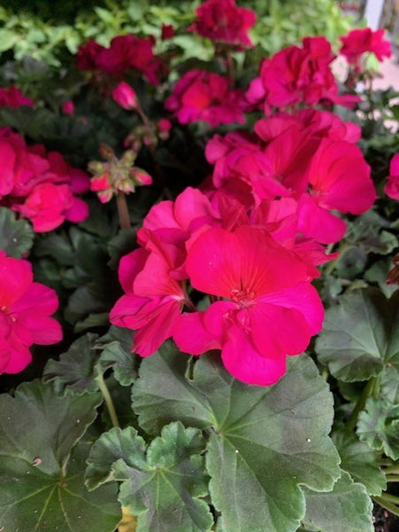4" Geranium - Four Seasons Garden Centre