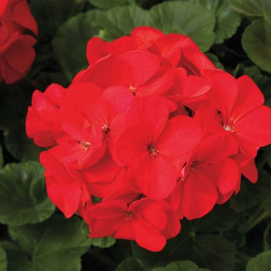 4" Geranium - Four Seasons Garden Centre