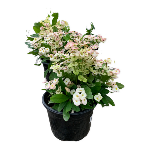 6" Euphorbia Milii (Thorne of Jesus or Crown of Thornes)