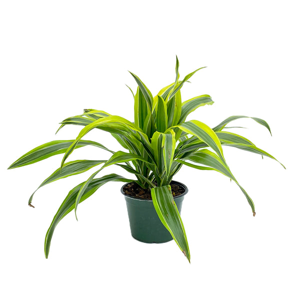 Dracena Warneckii - Four Seasons Garden Centre