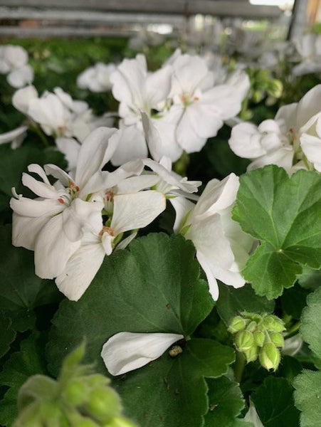 4" Geranium - Four Seasons Garden Centre