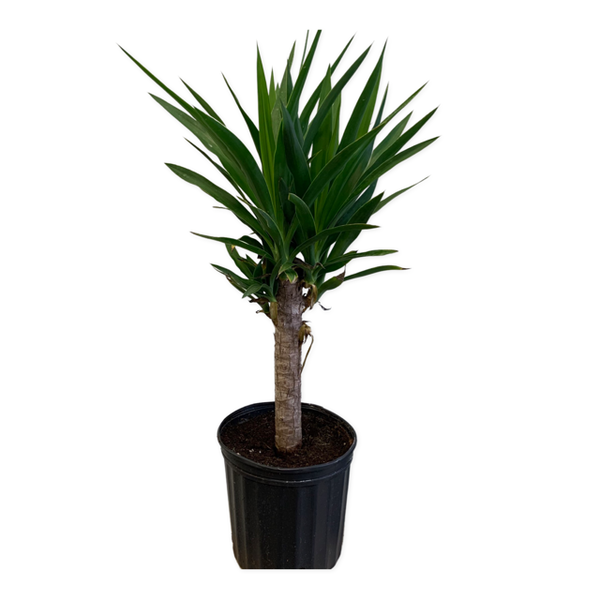 9" Yucca Elephantipes - Four Seasons Garden Centre