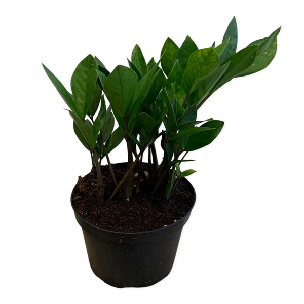 10" Zanzibar Gem (ZZ Plant) - Four Seasons Garden Centre