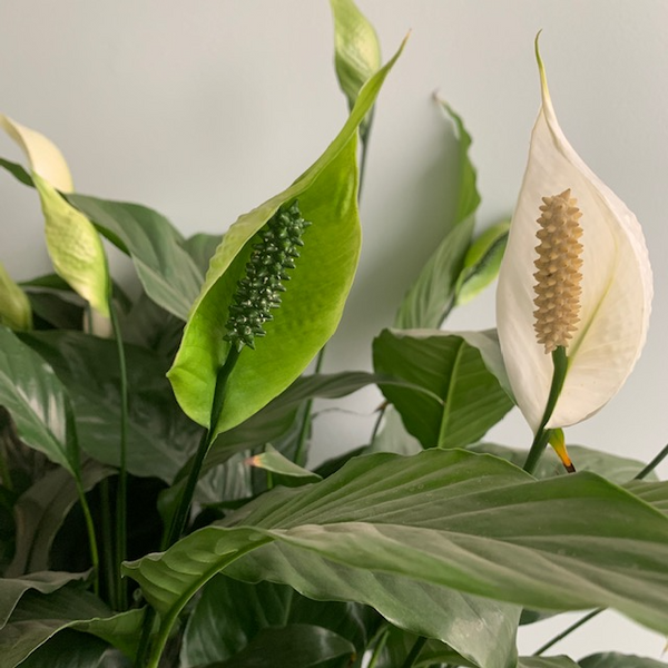 Peace Lily - Four Seasons Garden Centre