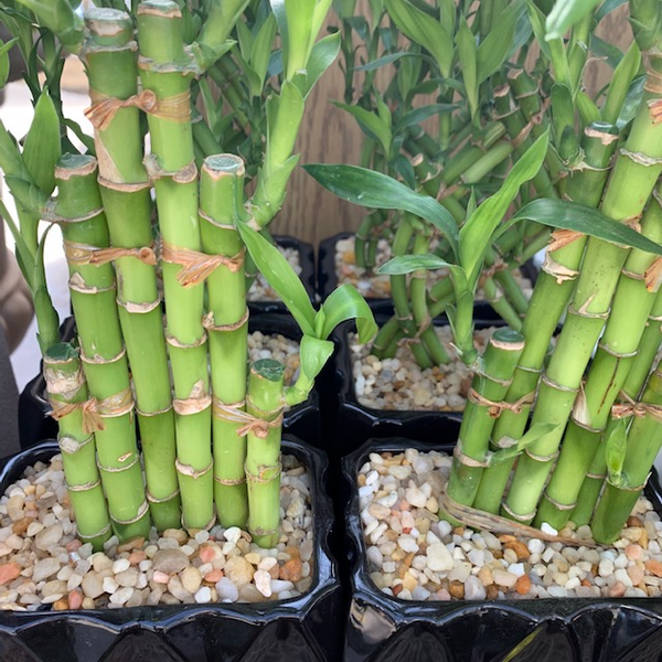 4' Lucky Bamboo in pot - Four Seasons Garden Centre