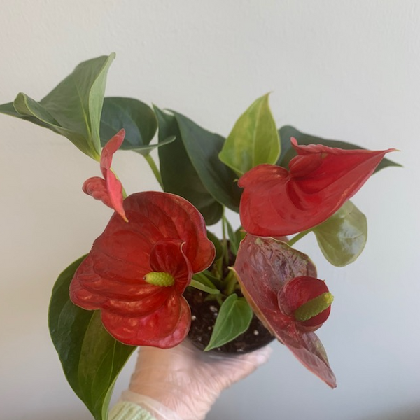 4' Red Anthurium - Four Seasons Garden Centre