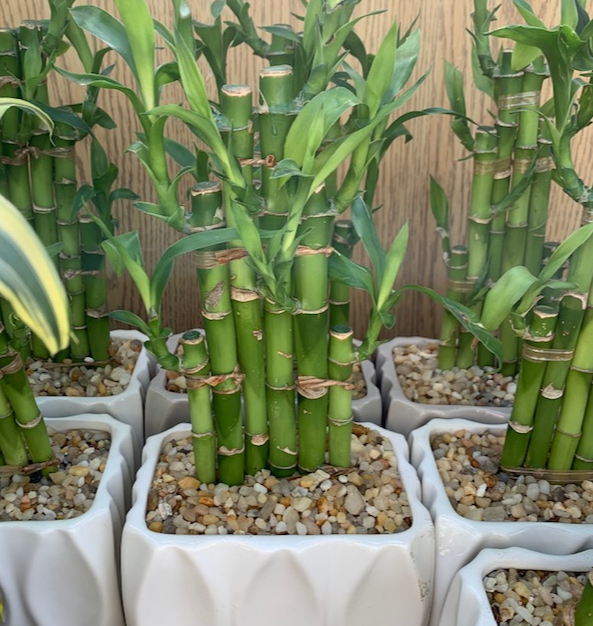 4' Lucky Bamboo in pot - Four Seasons Garden Centre