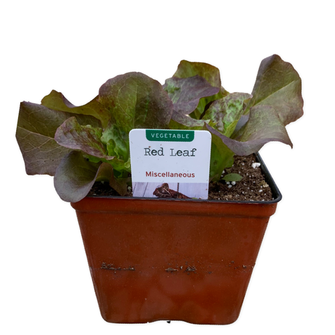 Red Leaf Lettuce - Four Seasons Garden Centre
