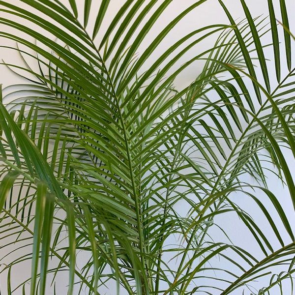 10' Phoenix roebelenii (Dwarf Date Palm - Four Seasons Garden Centre