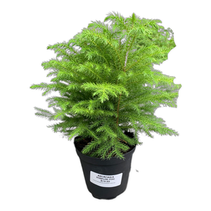 6" Araucaria Norfolk pine