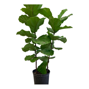 10" Ficus Lyrata Pandurata (Fiddle Leaf Fig)