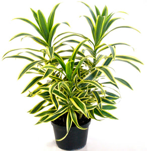 6" Dracaena "Song of India" - Four Seasons Garden Centre